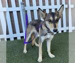 Small German Shepherd Dog