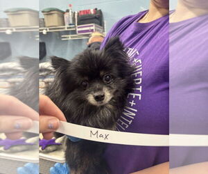 Pomeranian Dogs for adoption in Evansville, IN, USA