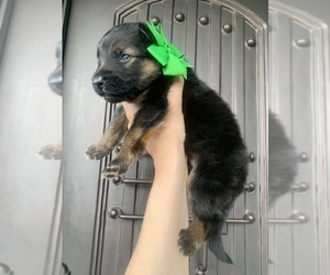 German Shepherd Dog Puppy for Sale in PINON HILLS, California USA