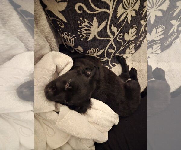 Medium Photo #5 Labrador Retriever-Unknown Mix Puppy For Sale in Holly Springs, NC, USA