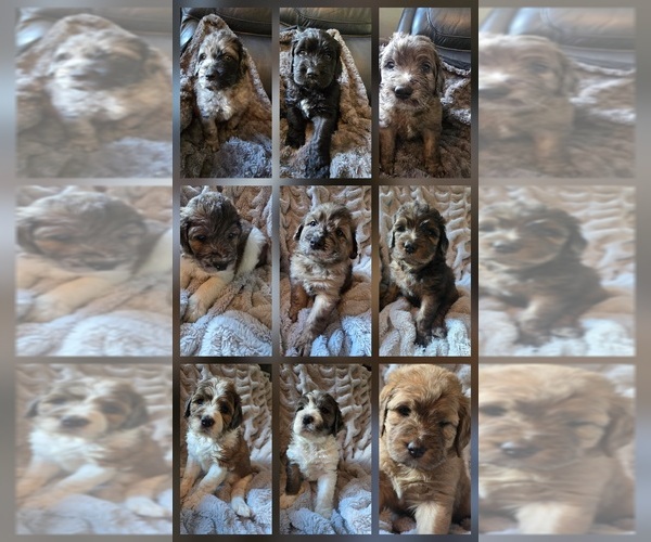 Medium Photo #1 Saint Berdoodle Puppy For Sale in LAKE PARK, GA, USA