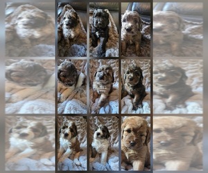 Saint Berdoodle Litter for sale in LAKE PARK, GA, USA