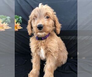 Goldendoodle-Poodle (Standard) Mix Puppy for sale in NARVON, PA, USA