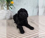 Small Goldendoodle (Miniature)