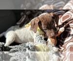 Small Photo #6 German Shorthaired Pointer Puppy For Sale in GREENVILLE, SC, USA