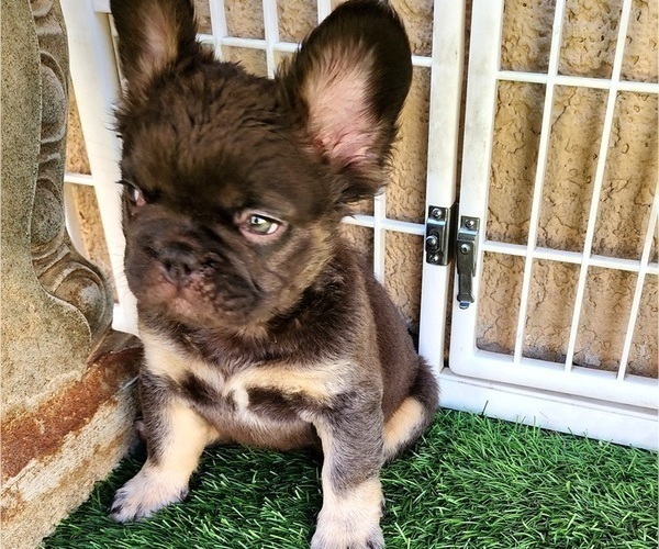 Medium Photo #4 French Bulldog Puppy For Sale in LAS VEGAS, NV, USA