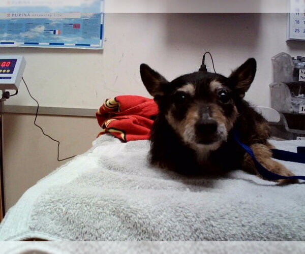 Medium Photo #1 Mutt Puppy For Sale in Martinez, CA, USA