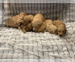 Small Photo #21 Goldendoodle Puppy For Sale in SUGAR LAND, TX, USA