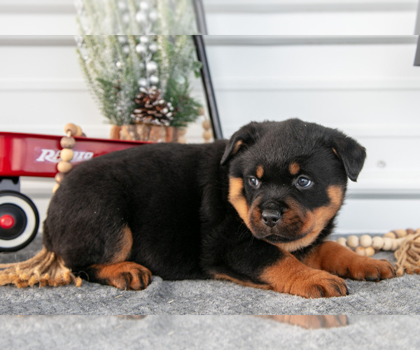 Medium Photo #31 Rottweiler Puppy For Sale in BRYANT, IN, USA