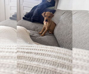 Australian Shepherd Mix Dog for Adoption in Aurora, Colorado USA