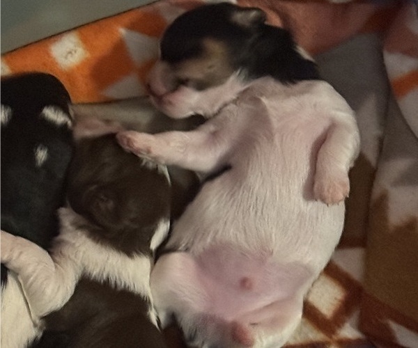 Medium Photo #2 Maltipoo (Miniature)-Shih Tzu Mix Puppy For Sale in MIDDLEBURG, FL, USA