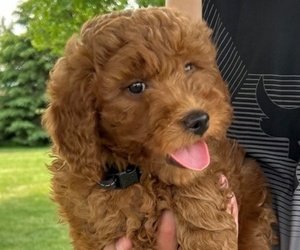 Goldendoodle (Miniature) Puppy for sale in HULL, IA, USA