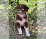 Small Photo #2 Australian Shepherd Puppy For Sale in BEECH GROVE, IN, USA