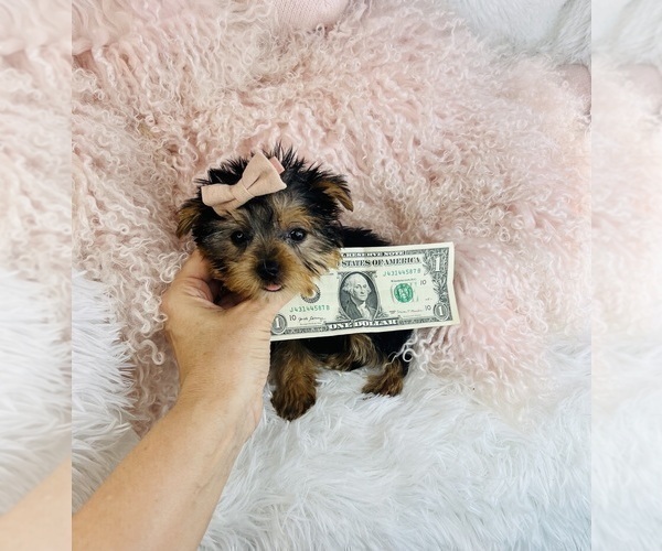 Medium Photo #21 Morkie Puppy For Sale in FERNANDINA BEACH, FL, USA