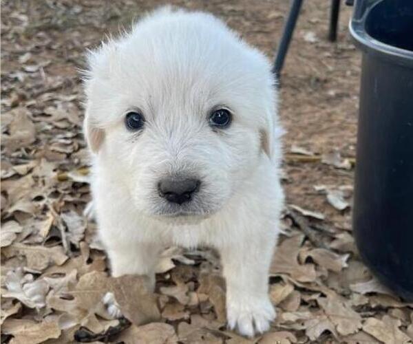 Medium Photo #2 Great Pyrenees Puppy For Sale in MULLIN, TX, USA