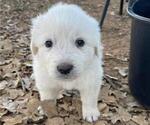 Small Photo #2 Great Pyrenees Puppy For Sale in MULLIN, TX, USA
