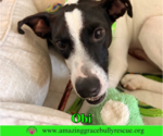 Small #8 Jack Russell Terrier Mix