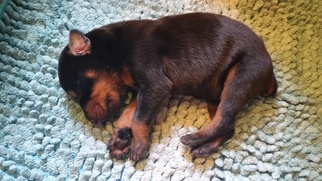 Doberman Pinscher Puppy for sale in CHICAGO, IL, USA