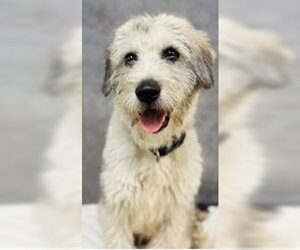 Mutt Dogs for adoption in Andover, MN, USA