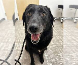 Blake - Male Labrachow Dog for Adoption - Photo #2