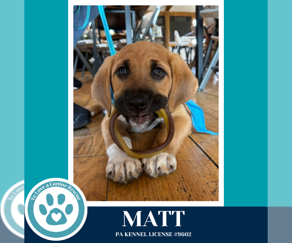 Medium Photo #1 Mutt Puppy For Sale in Kimberton, PA, USA