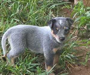 Australian Cattle Dog Puppy for sale in CANON, GA, USA