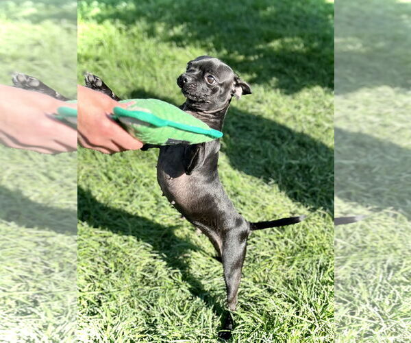 Medium Photo #1 Mutt Puppy For Sale in Estherville, IA, USA