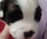 Small Photo #4 Saint Bernard Puppy For Sale in EDINBURG, PA, USA