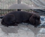 Small #12 Labrador Retriever