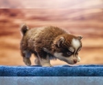 Small #5 Pomsky