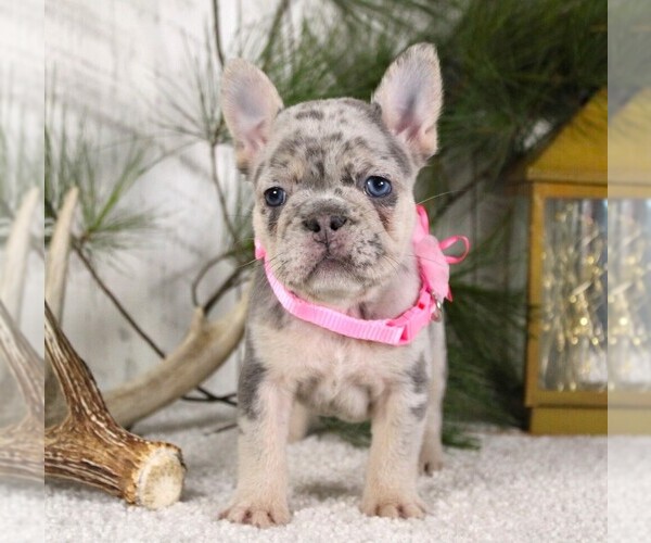 Medium Photo #1 French Bulldog Puppy For Sale in FRESNO, OH, USA