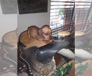 Dachshund Puppy for sale in TOLLESON, AZ, USA