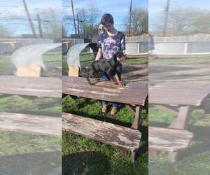 Doberman Pinscher Puppy for sale in WATAUGA, TX, USA