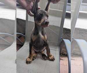 Doberman Pinscher Puppy for sale in HYATTSVILLE, MD, USA