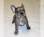 Small Photo #3 French Bulldog Puppy For Sale in GIG HARBOR, WA, USA