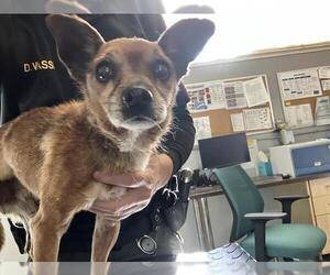 Chihuahua Dogs for adoption in Camarillo, CA, USA