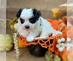 Small #21 Maltese