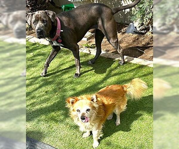 Medium Photo #4 Chiranian Puppy For Sale in Fallbrook, CA, USA