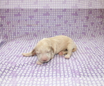 Small Photo #3 Goldendoodle (Miniature) Puppy For Sale in BLMGTN, IN, USA