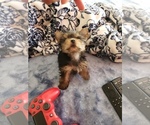 Small Photo #16 Yorkshire Terrier Puppy For Sale in ODESSA, TX, USA