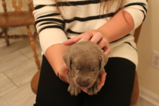 Medium Photo #6 Labrador Retriever Puppy For Sale in MANASSAS, VA, USA