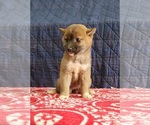 Puppy 2 Shiba Inu