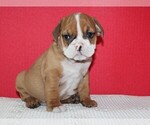 Small Photo #8 Bulldog Puppy For Sale in HIALEAH, FL, USA
