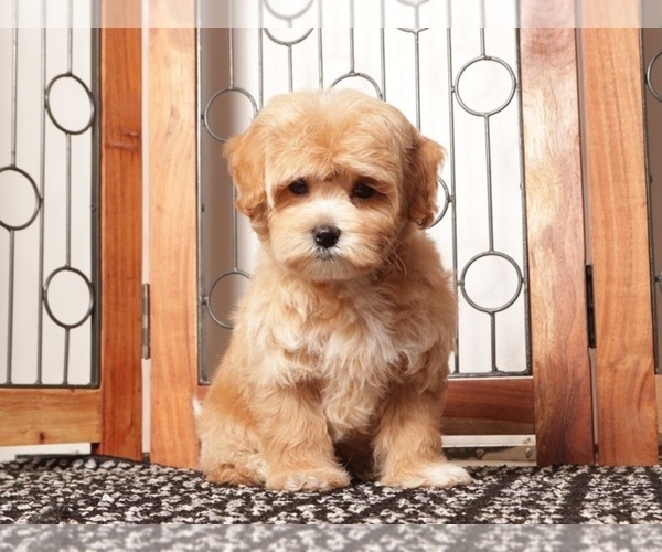 Medium Photo #4 Maltipoo (Miniature) Puppy For Sale in NAPLES, FL, USA