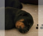 Small Photo #3 Rottweiler Puppy For Sale in WRAY, CO, USA