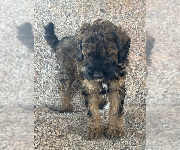 Medium Photo #4 Poodle (Miniature)-Poodle (Standard) Mix Puppy For Sale in LONGMONT, CO, USA
