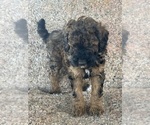 Small #3 Poodle (Miniature)-Poodle (Standard) Mix