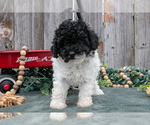 Small #2 Poodle (Toy)