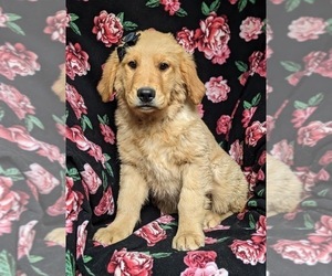 Golden Retriever Puppy for sale in OXFORD, PA, USA