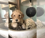 Small Photo #10 Goldendoodle-Poodle (Standard) Mix Puppy For Sale in DOTHAN, AL, USA